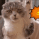 animali parlanti gatto buongiorno